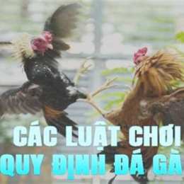 đá gà 179.com