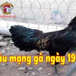 đá gà 19/2