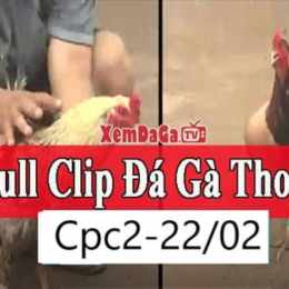 đá gà 22 2