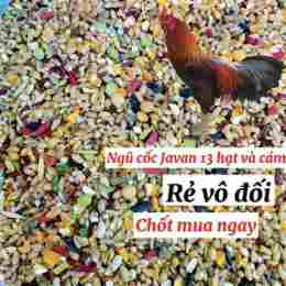 đá gà 23/5