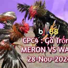 đá gà 24/8