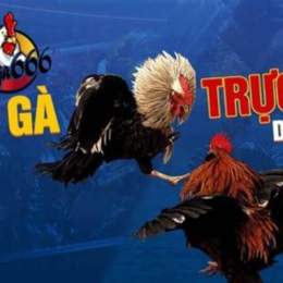 đá gà 25/6