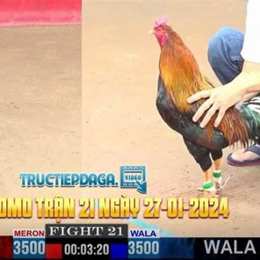 đá gà 27/10/2024