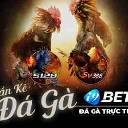 đá gà 2/7/2024