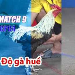 đá gà 4/9 trận 25