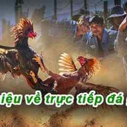 đá gà 67 trực tuyến