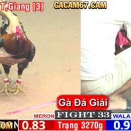đá gà 67.com hôm nay
