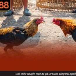 da ga 88 trận 54