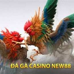 đá gà 88