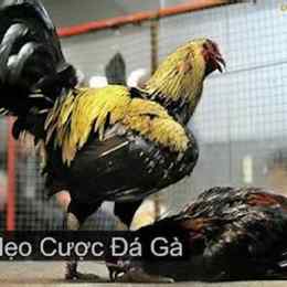đá gà 88e