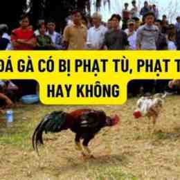 đá gà ăn 6 là gì