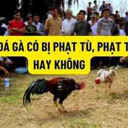 đá gà ăn 6 là sao