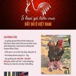 da ga an tien o viet nam