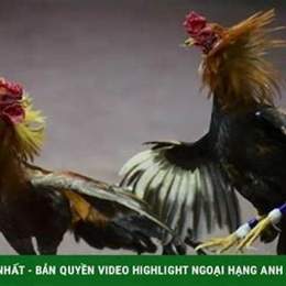 đá gà bắn chết người