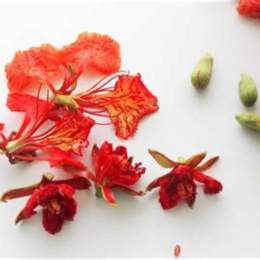 đá gà bằng hoa phượng