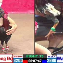 đá gà bảo sting chồng độ 4 cái