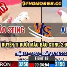 đá gà bảo sting duyên ti
