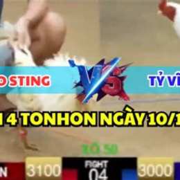 đa gà bảo sting hôm nay