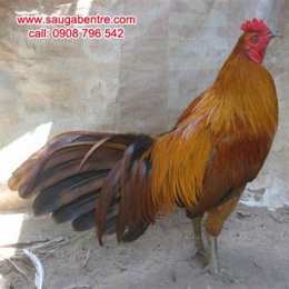đá gà bến cam hôm nay
