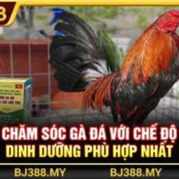 đá gà bj388 dangnhap