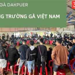 đá gà c1 dakpuer 888