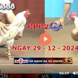 đá gà c1 hom nay