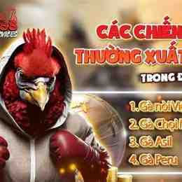 đá gà c2 29/12