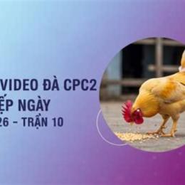 đá gà c2 ngày 28 7
