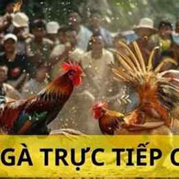đá gà c2 ngày 5/7