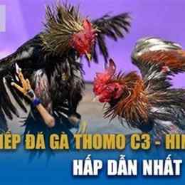 đá gà c3 10 3