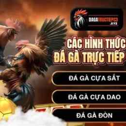 đá gà c3 hôm nay duyên ti