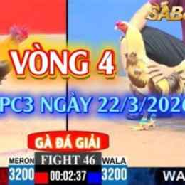 đá gà c3 ngày 14/1/2025