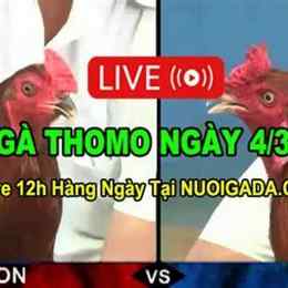 đá gà c3 ngày 18 tháng 1