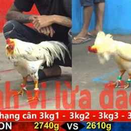 đá gà c3 ngày 29 tháng 2 trận 41
