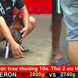 đá gà c3 ngày 6 tháng 1 trận 50