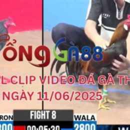 đá gà c3 phu phu