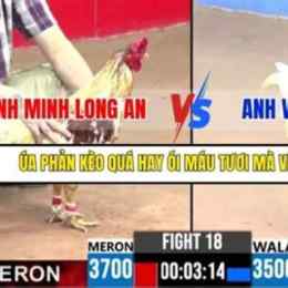 đá gà c3 trận 18