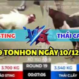 đá gà c3 trận 19 ngày 12 tháng 7