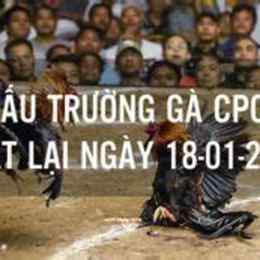 đá gà c4 23/7