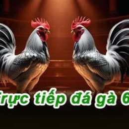 đá gà c4 hôm nay trực tiếp