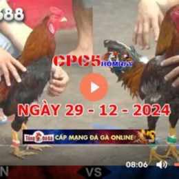 đá gà c5 trận 28