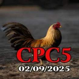 đá gà c5 trận 29