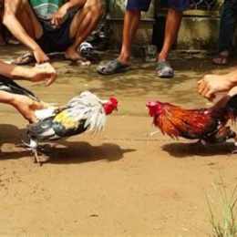 đá gà cái thú giải khuây