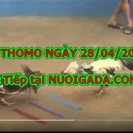 đá gà cảm 67 trực tiếp hôm nay