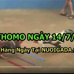 đá gà cam mới nhất
