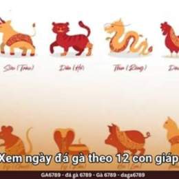 đá gà cam ngày hôm nay