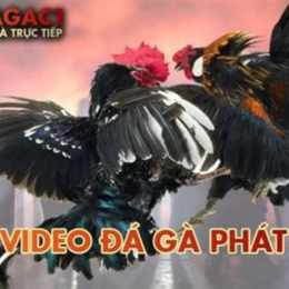 đá gà campuchia c1 c2 c3 c4