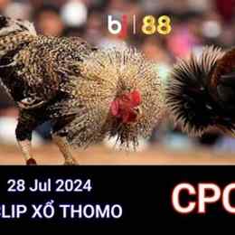 đá gà campuchia ngày 28 tháng 8