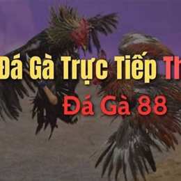 da ga chuc tiep 88