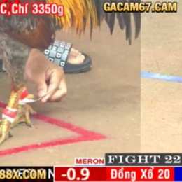 đá gà cpc1 ngày 5 4 2024